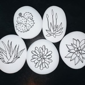 Pack of 5 succulents